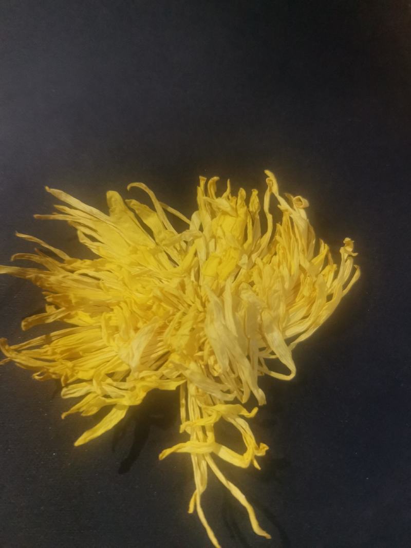 黄山贡菊金丝皇菊七月菊黄贡大黄菊散称散装批发种植自产自销