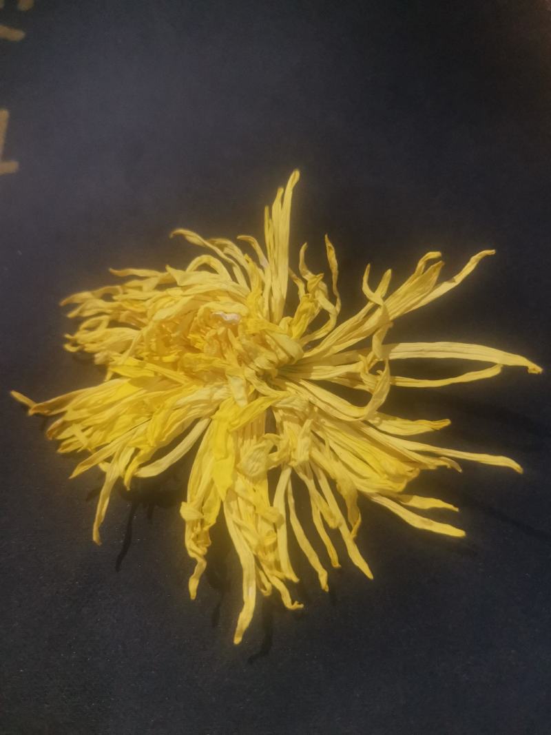 黄山贡菊金丝皇菊七月菊黄贡大黄菊散称散装批发种植自产自销