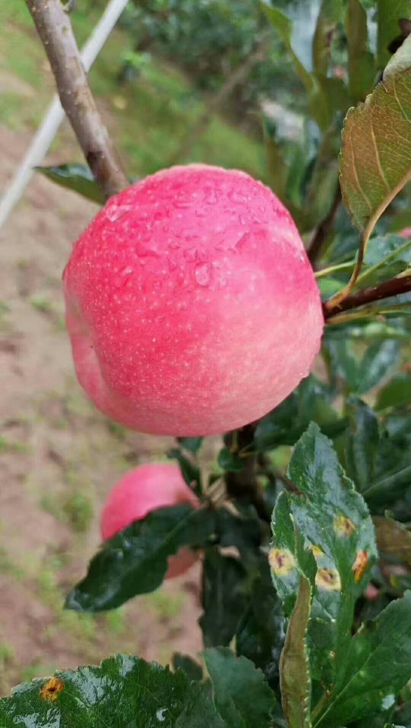 世界一苹果黄元帅苹果套袋红