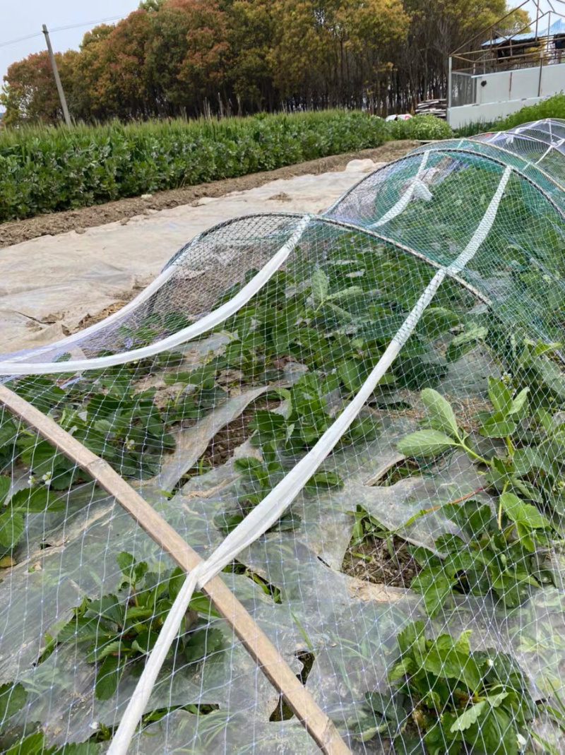 防鸡网围网果园尼龙网拦网农作物网