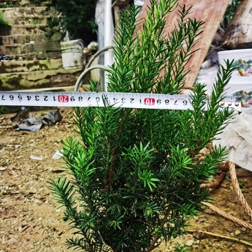 夏禹林苗木曼地亚红豆杉挂果杯苗带营养杯发货