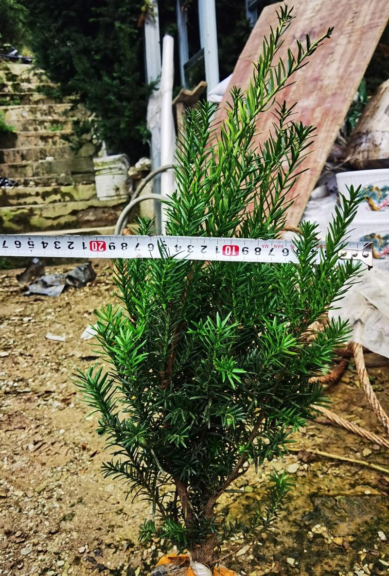 夏禹林苗木曼地亚红豆杉挂果杯苗带营养杯发货