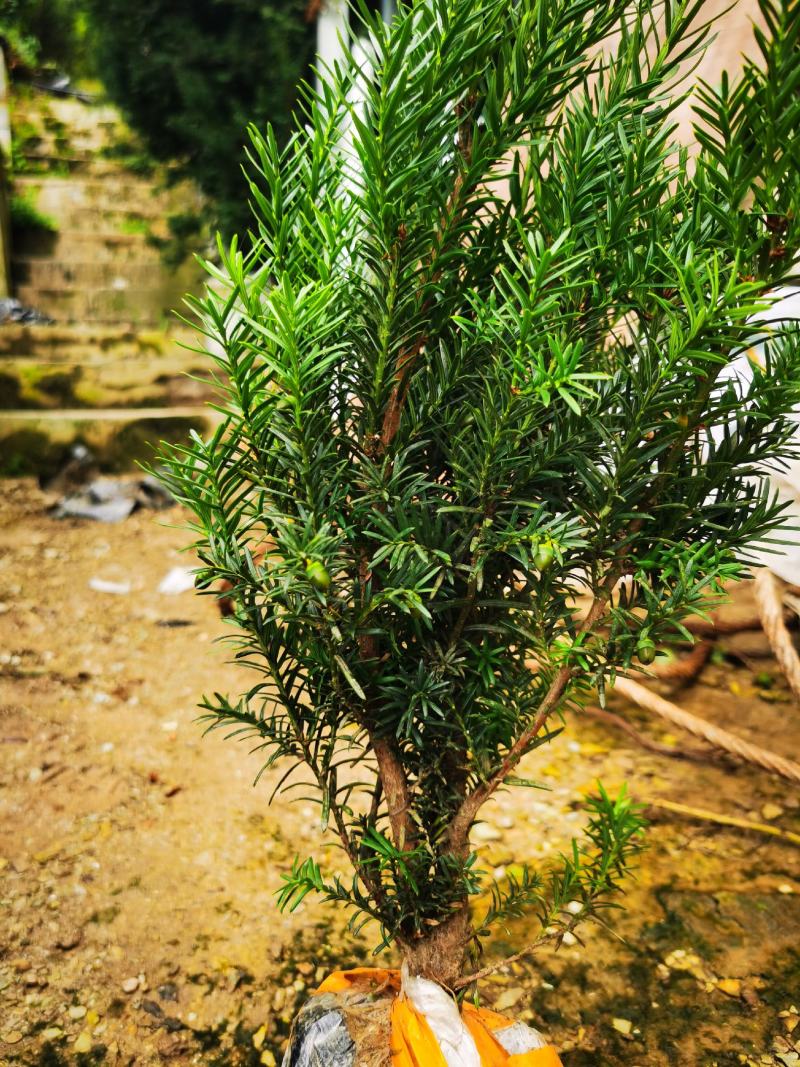 夏禹林苗木曼地亚红豆杉挂果杯苗带营养杯发货