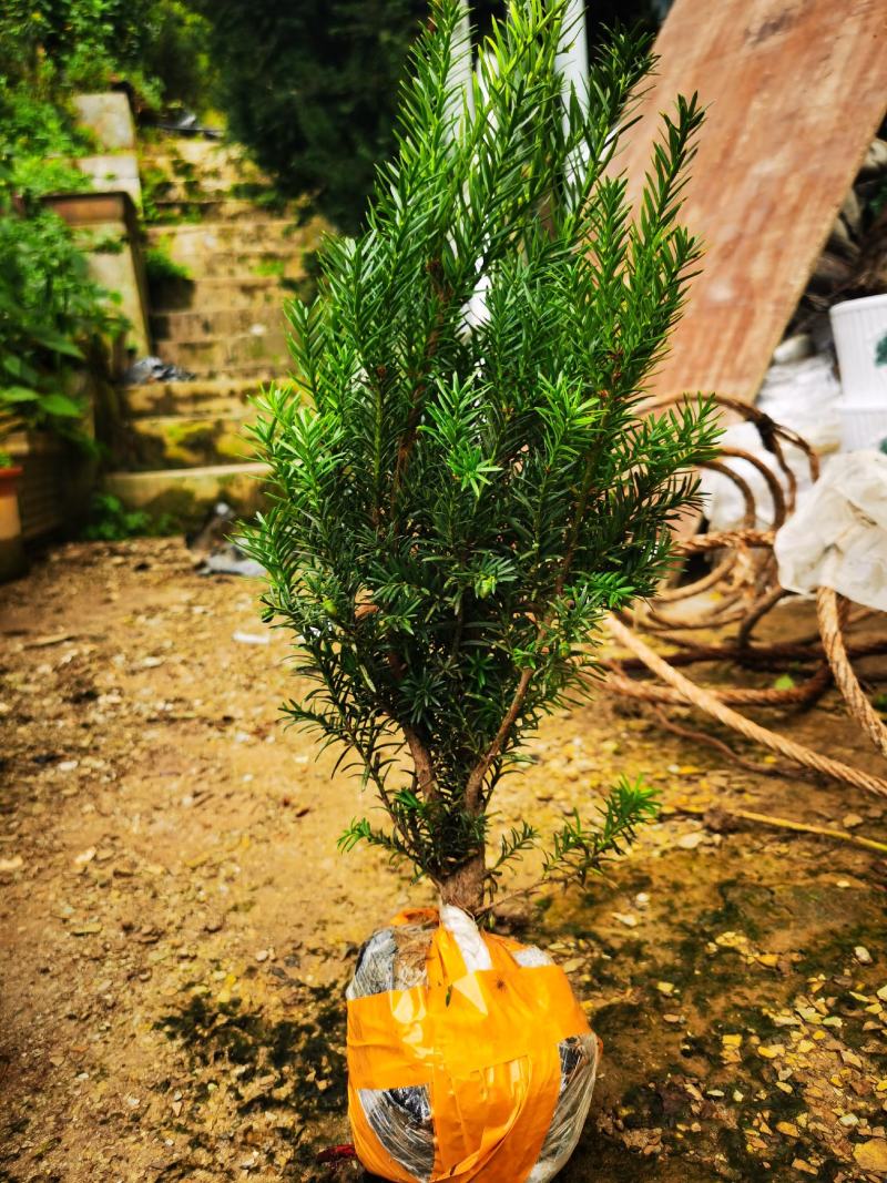 夏禹林苗木曼地亚红豆杉挂果杯苗带营养杯发货