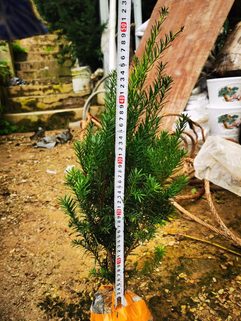 夏禹林苗木曼地亚红豆杉挂果杯苗带营养杯发货