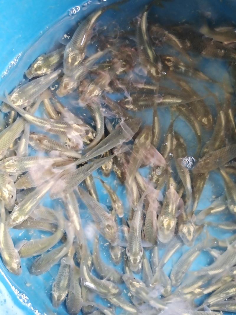 鲤鱼苗，金背鲤鱼苗，优质苗种生长速度快，抗病能力强。