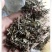 麝香草毛麝香凉草五凉草酒子草毛老虎