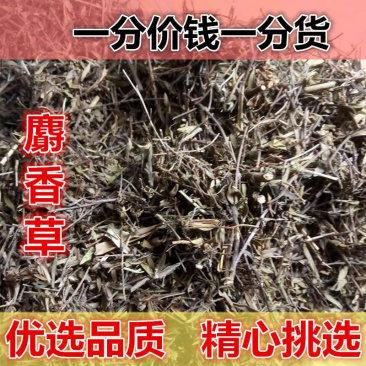 麝香草毛麝香凉草五凉草酒子草毛老虎