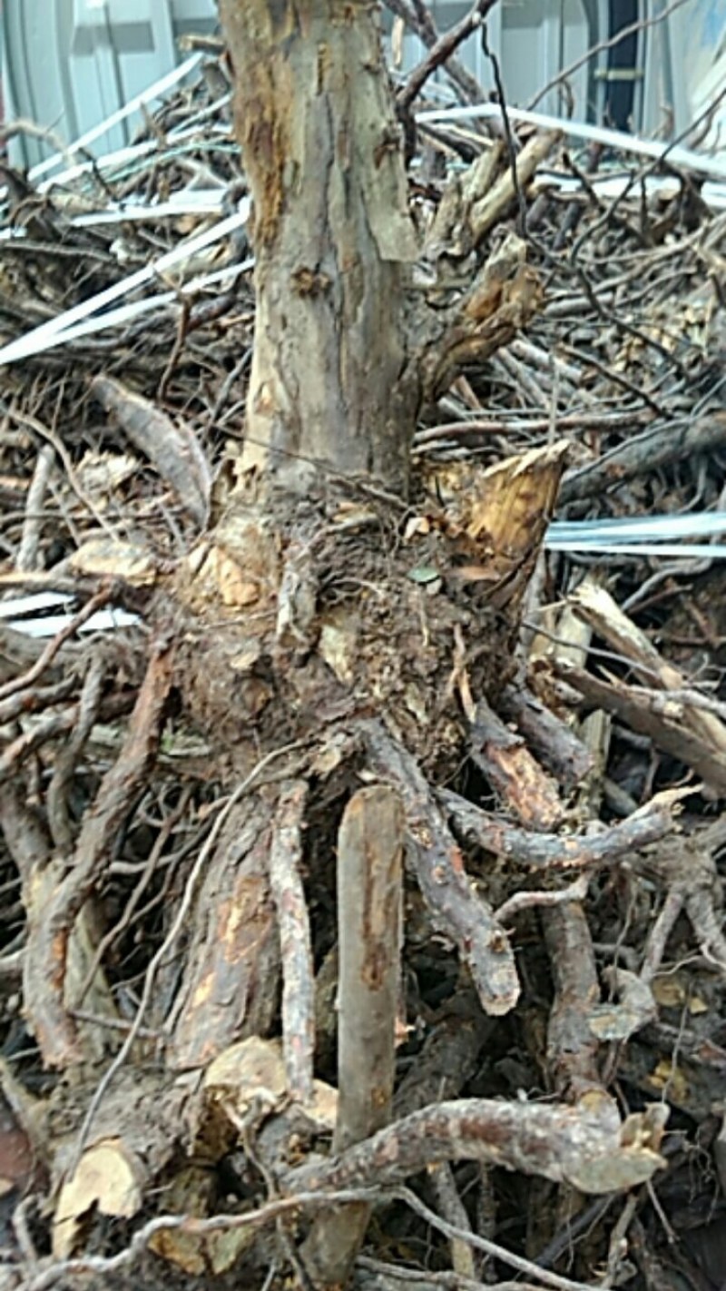刺梨根，纯野生，无污染，20年老根，