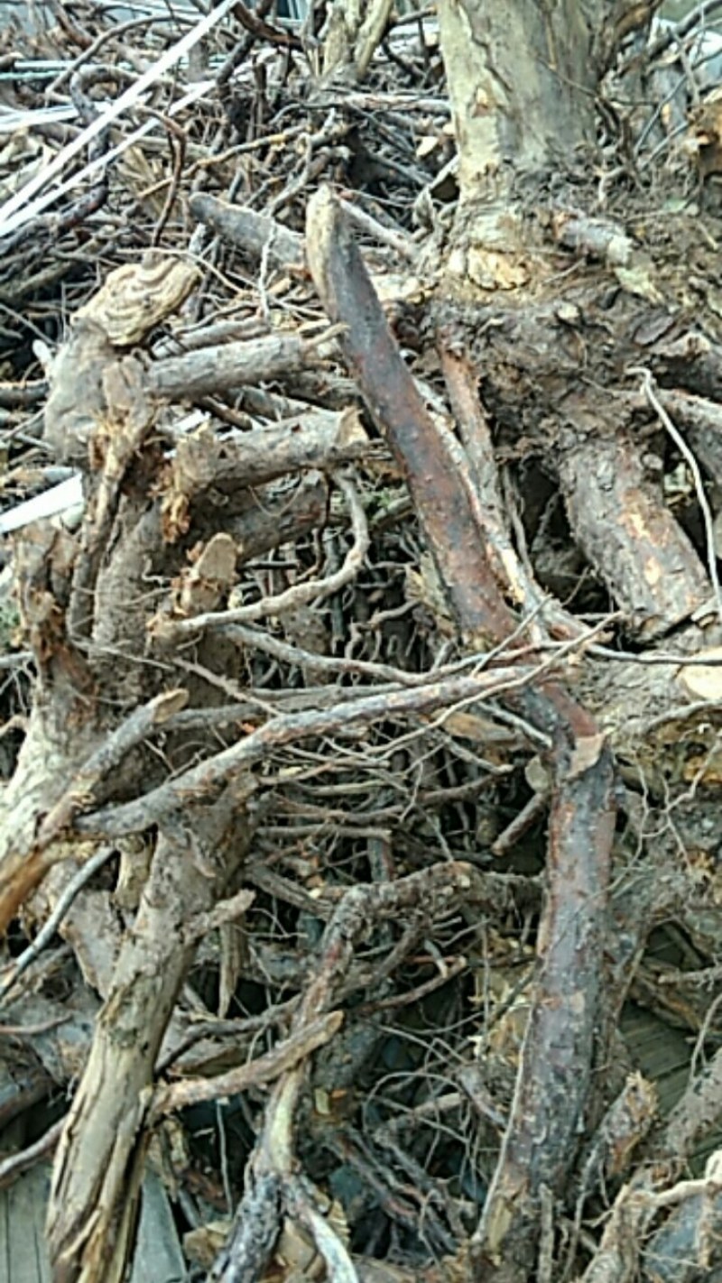 刺梨根，纯野生，无污染，20年老根，