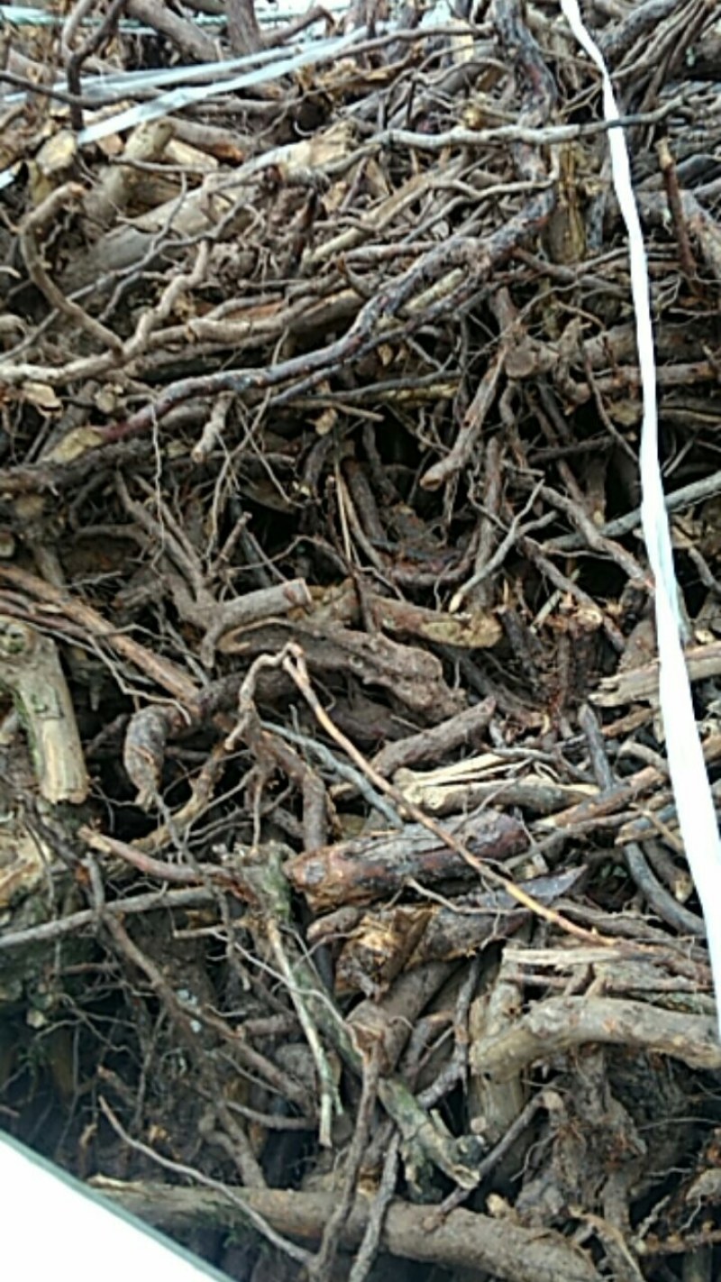 刺梨根，纯野生，无污染，20年老根，