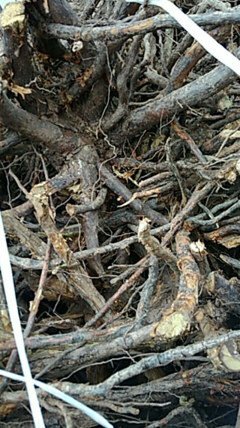 刺梨根，纯野生，无污染，20年老根，
