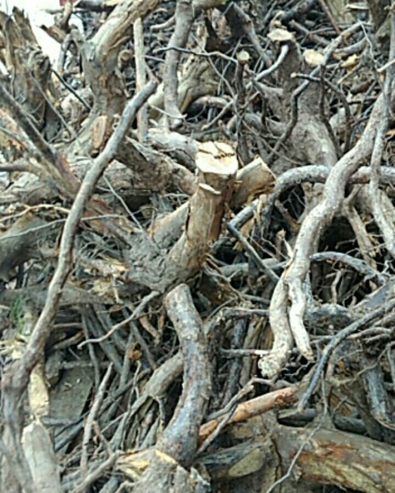 刺梨根，纯野生，无污染，20年老根，