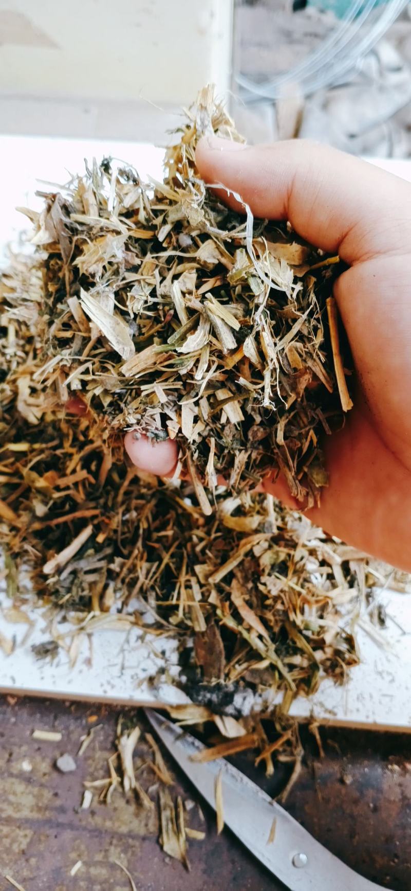 【优质好货】豌豆秧，量大从优，货源充足，现货供应！
