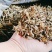 【优质好货】豌豆秧，量大从优，货源充足，现货供应！