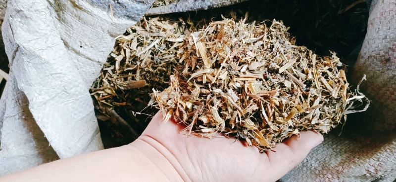 【优质好货】豌豆秧，量大从优，货源充足，现货供应！