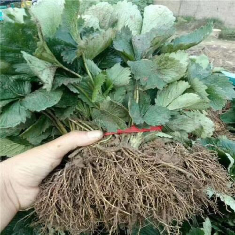 草莓秧红颜/章姬/丰香奶油四季草莓苗阳台盆栽地栽南北方种