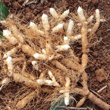 中药根茎类玉竹干，条，片