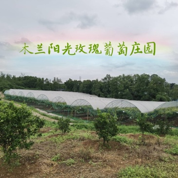 成都新都木兰阳光玫瑰自产自销四万多斤阳光玫瑰待售