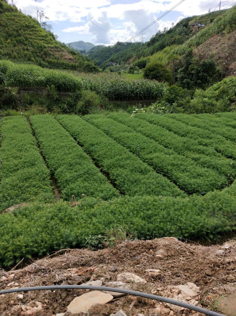 杉木苗，刺杉,苗圃直供，价格便宜，证件齐全