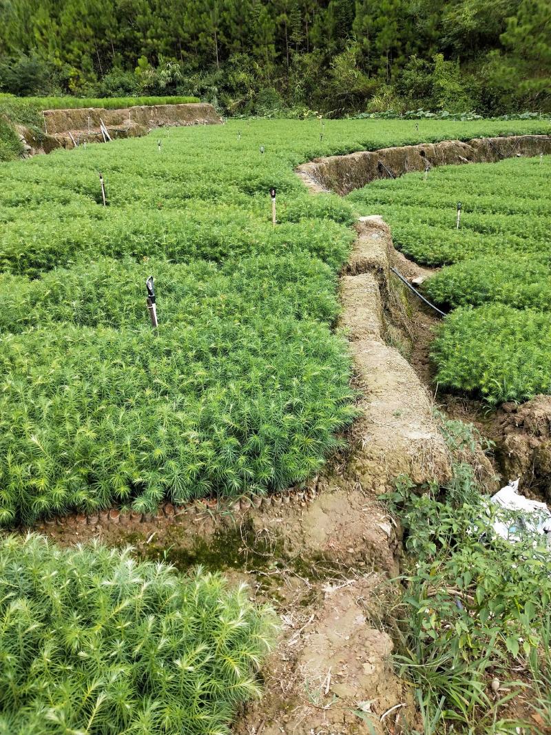 杉木苗，刺杉,苗圃直供，价格便宜，证件齐全