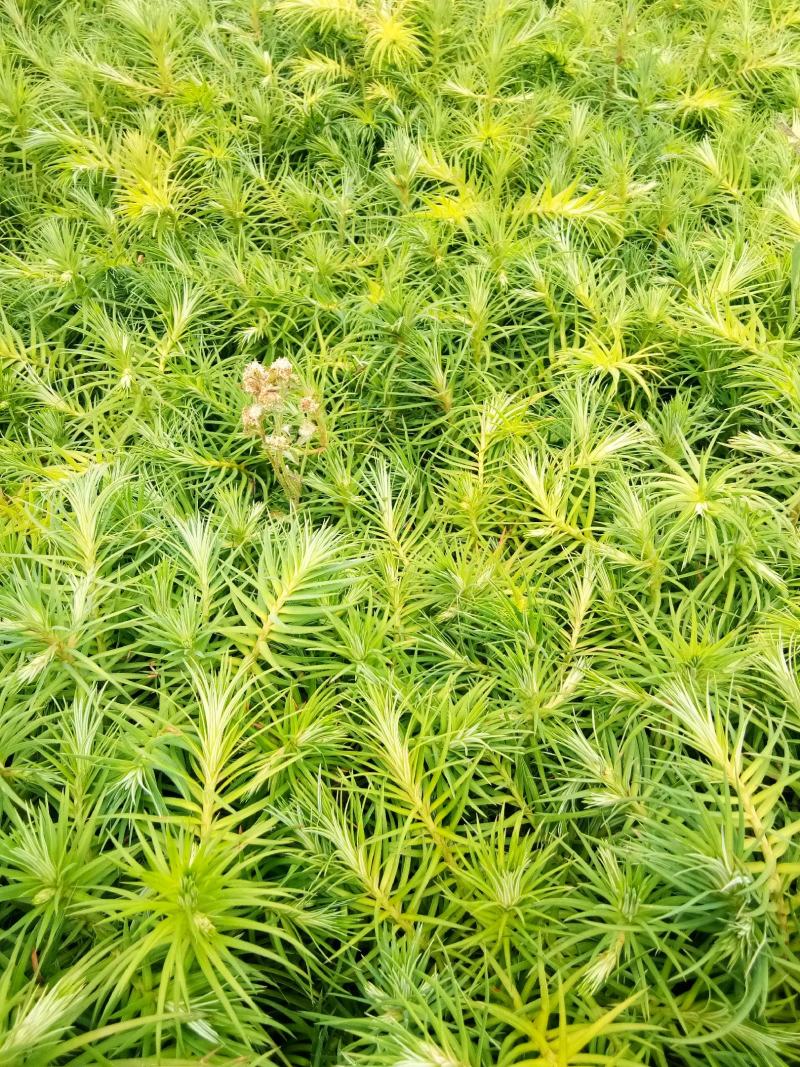 杉木苗，刺杉,苗圃直供，价格便宜，证件齐全
