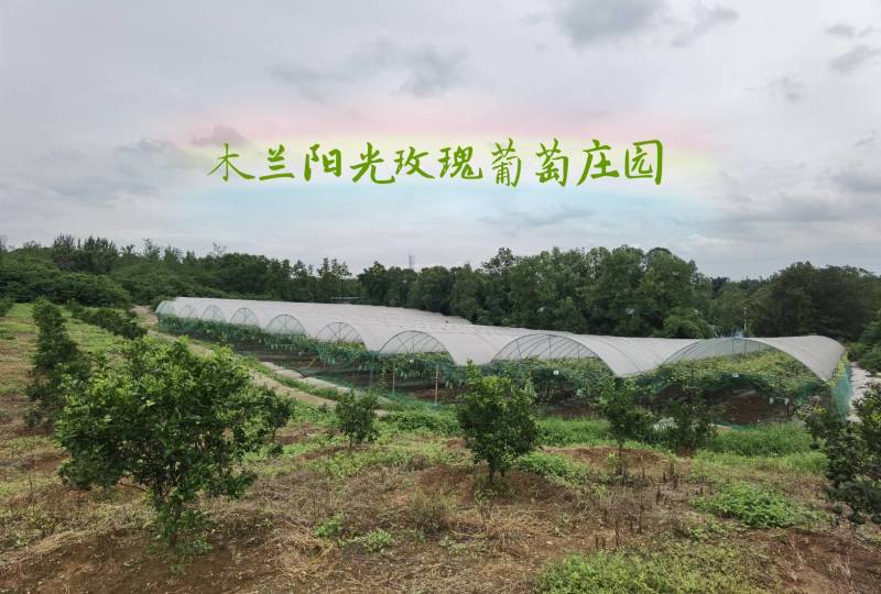 成都自产自销专营阳光玫瑰葡萄四万多斤待售