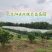自产自销价格实惠水果好！专营阳光玫瑰葡萄和耙耙柑阳光