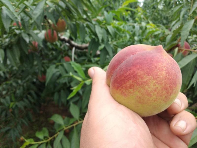 正宗青州蜜桃大量上市产地直发离核脆甜电商一件代发