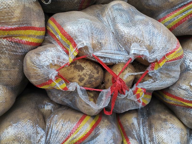 荷兰十五土豆量大，226土豆，，，，，，，，，，，，，