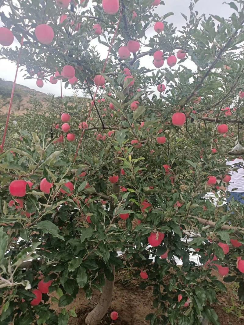 嘎啦苹果，金世纪现已大量上市中需要请联系