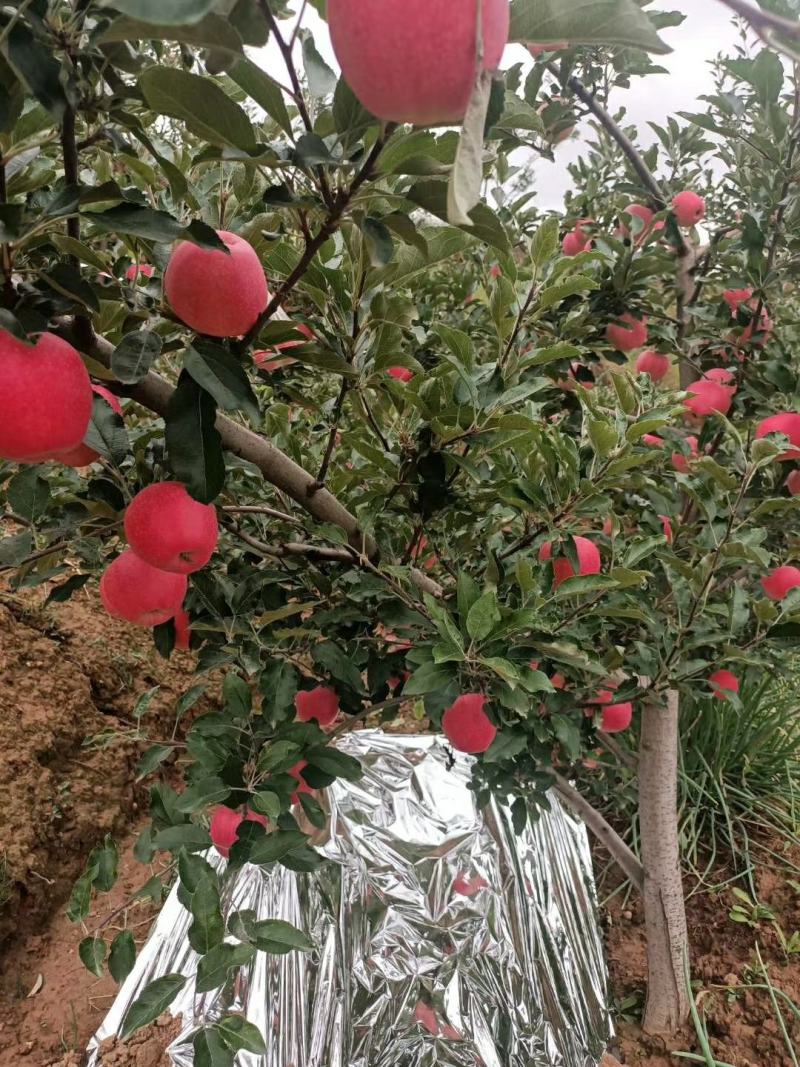 嘎啦苹果，金世纪现已大量上市中需要请联系