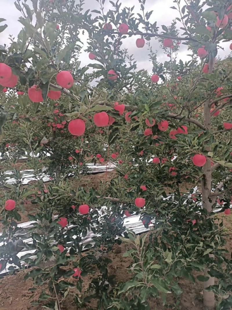 嘎啦苹果，金世纪现已大量上市中需要请联系