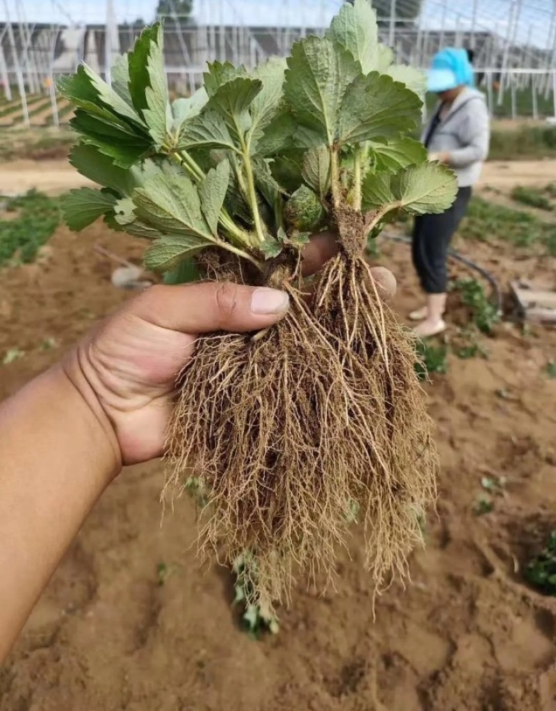 高产脱毒草莓苗批发甜查理草莓苗基地直销，免费提供技术