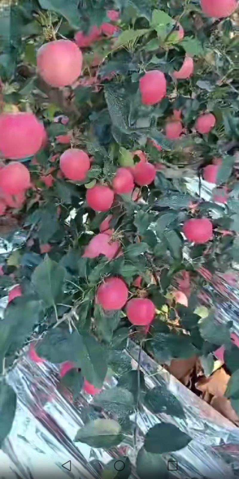 辽宁嘎啦苹果，产地直销，品质保证，货源充足，一条龙服务。