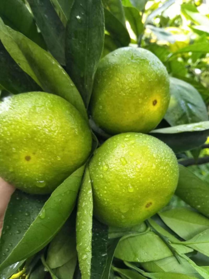 四川精品普早蜜橘甜蜜产地直销皮薄无籽水分充足可视频选货