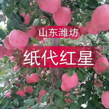 山东潍坊纸袋红星苹果80mm以上全红口感翠甜