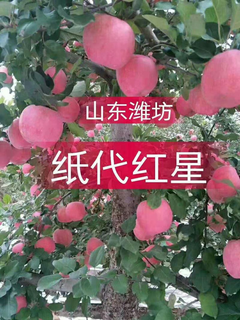 山东潍坊纸袋红星苹果80mm以上全红口感翠甜