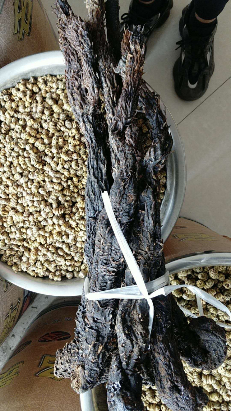 昌玉药材基地大货软枝肉苁蓉产地直销可视频看货