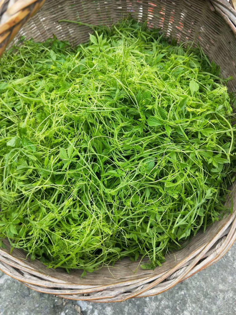 绞股蓝苗，七叶绞股蓝种苗，五叶绞股兰苗，绞股蓝根苗批发