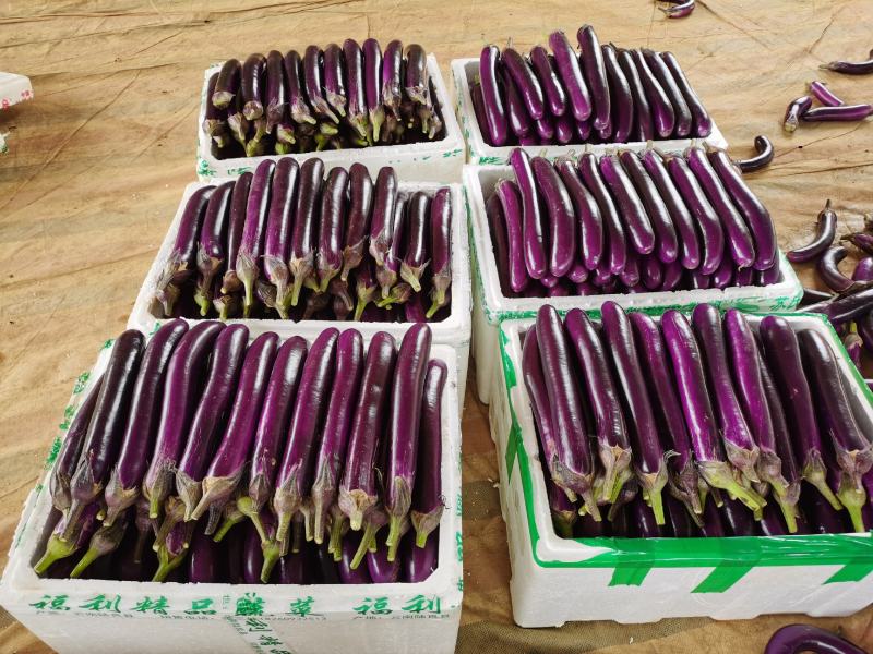紫红长茄烧烤茄产地直发