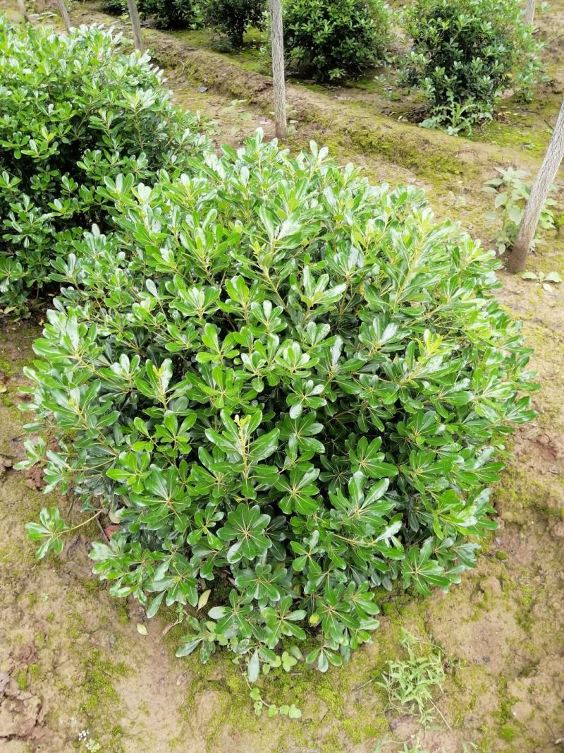 海桐球，精品海桐基地量大，常绿灌木，精品球类，欢迎来电咨