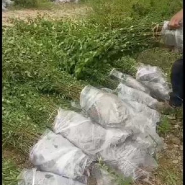 大量出售优质青梅苗，1米5以上一块钱一颗，欢迎订购咨询