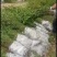大量出售优质青梅苗，1米5以上一块钱一颗，欢迎订购咨询