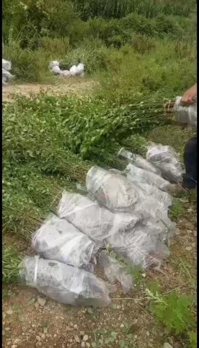 大量出售优质青梅苗，1米5以上一块钱一颗，欢迎订购咨询