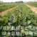 山东章姬甜宝奶油草莓苗。保证无病菌，易栽活，成活率高