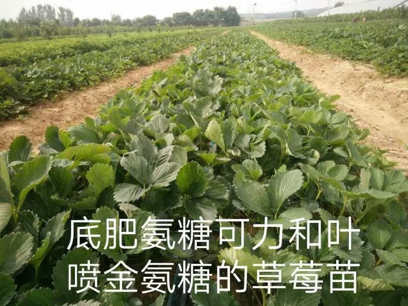 山东章姬甜宝奶油草莓苗。保证无病菌，易栽活，成活率高