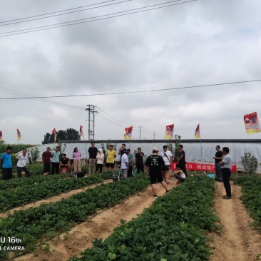 山东章姬甜宝奶油草莓苗。保证无病菌，易栽活，成活率高
