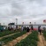 山东章姬甜宝奶油草莓苗。保证无病菌，易栽活，成活率高
