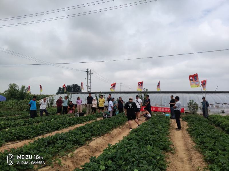 山东章姬甜宝奶油草莓苗。保证无病菌，易栽活，成活率高